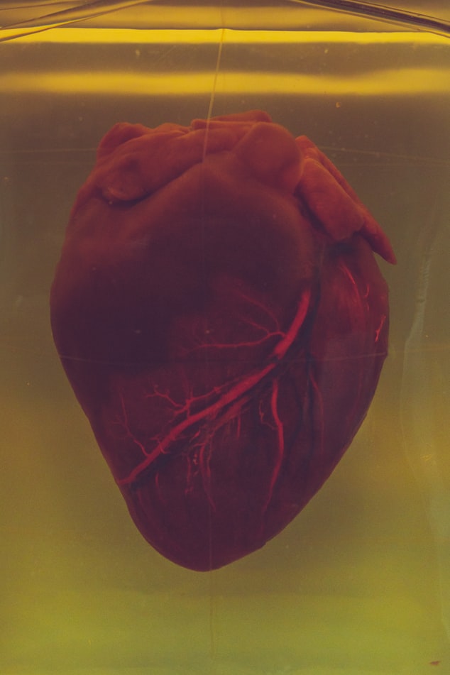 Illustration of a human heart
